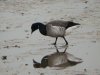 Pale-bellied Brent Goose at Thorpe Bay Seafront (Steve Arlow) (60752 bytes)
